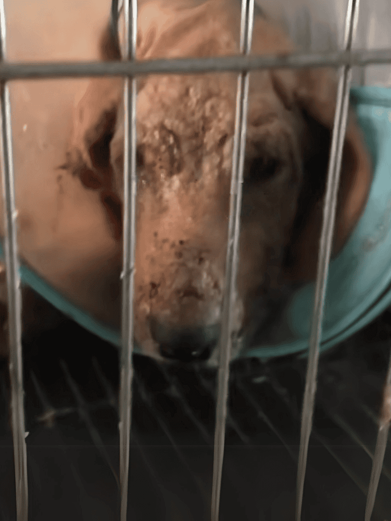 Dog in a shelter cage looking sad, rescue or shelter dog, emotional state, needs loving home.