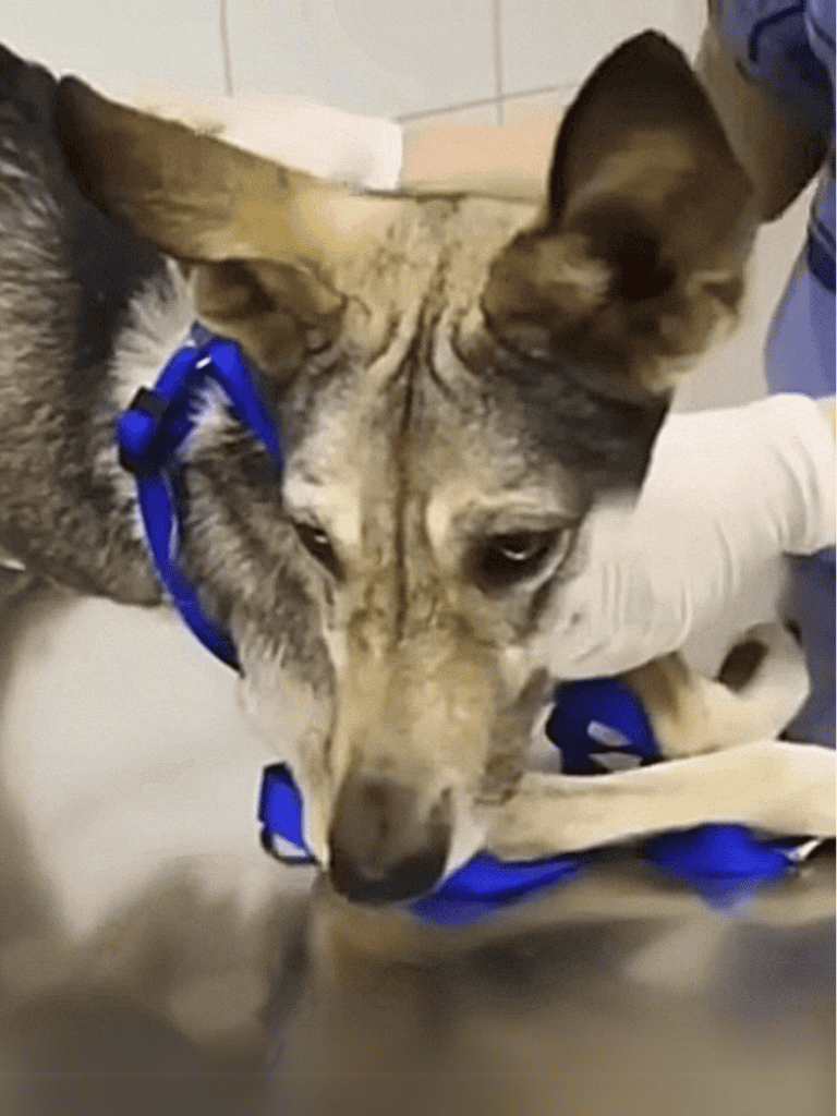 Close-up of a loyal dog wearing medical gear, comforting a sick cat in a veterinary clinic.