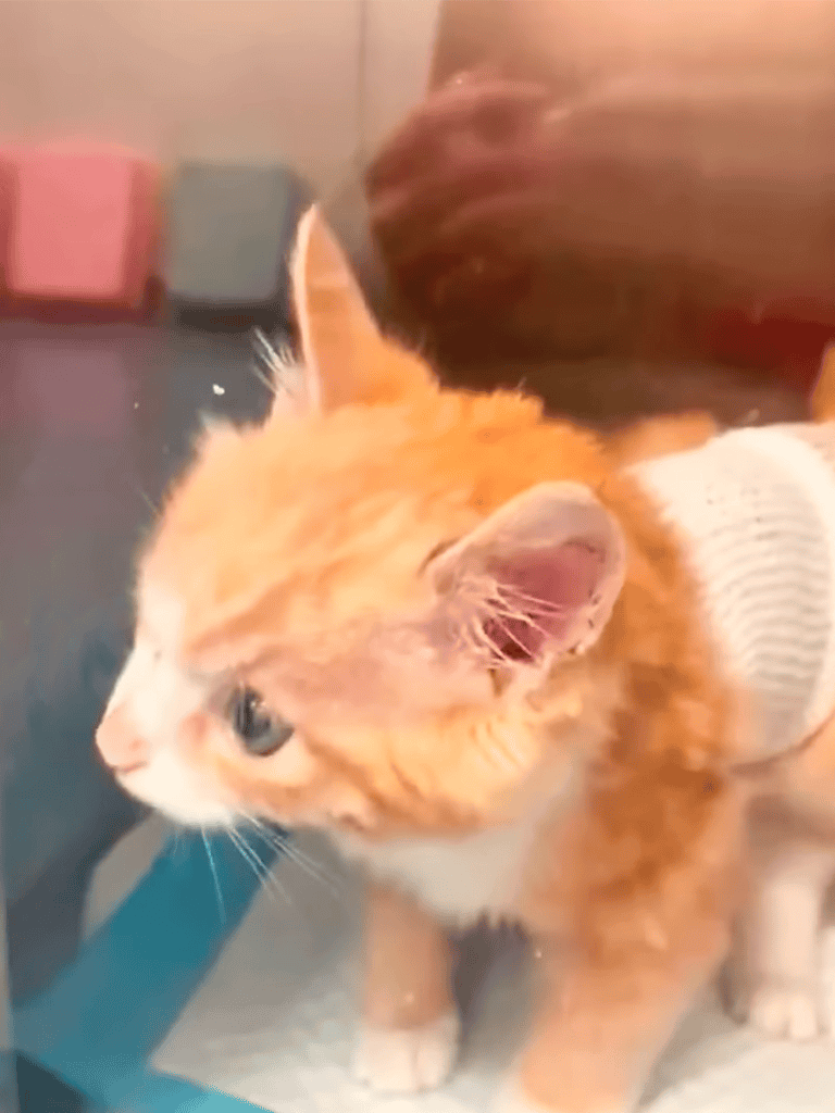 Adorable orange tabby kitten wearing a cozy sweater, sitting indoors. Perfect for pet lovers and cat enthusiasts.