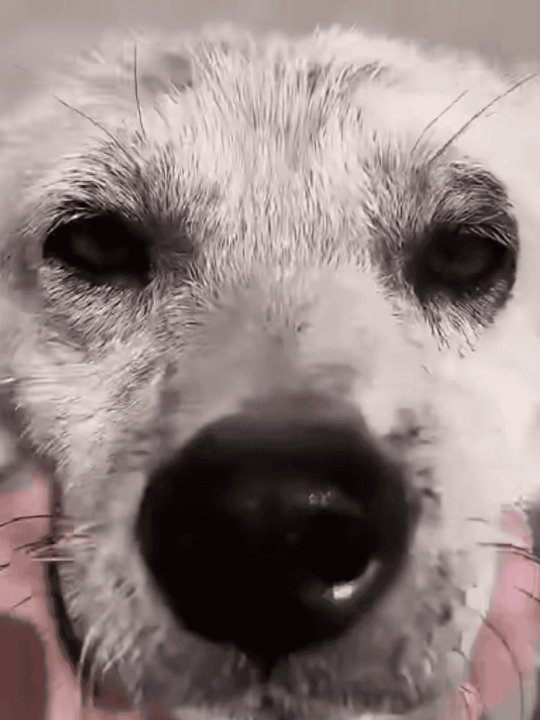 Close-up of a Siberian Husky's face with striking blue eyes and fluffy fur.