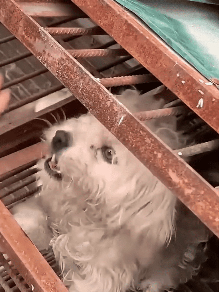Rescue dog trapped between stairs, adorable furry friend in need of help.