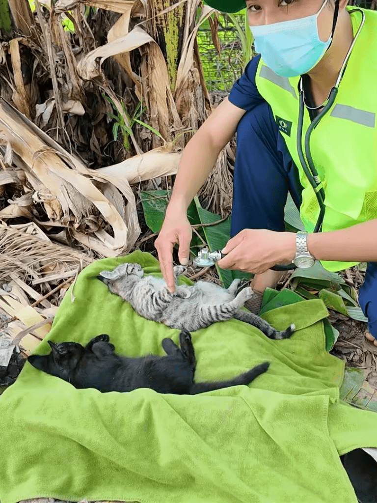 A veterinarian treating stray kittens outdoors with medical tools and care.