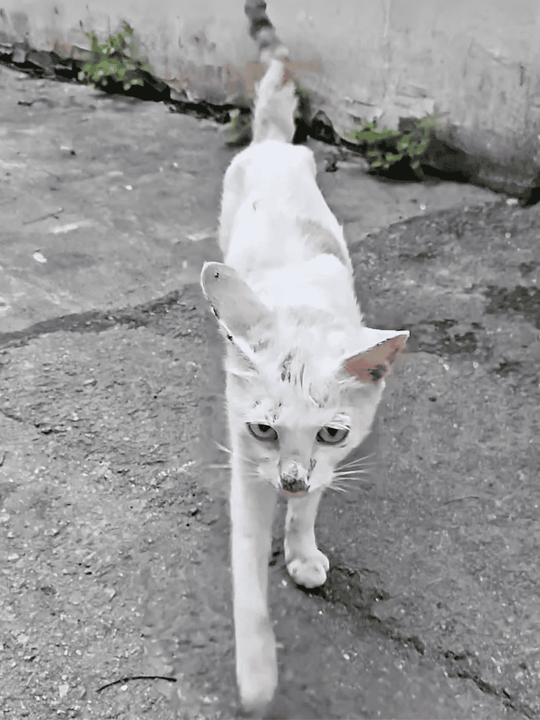 Adorable white and gray street cat walking towards the camera.