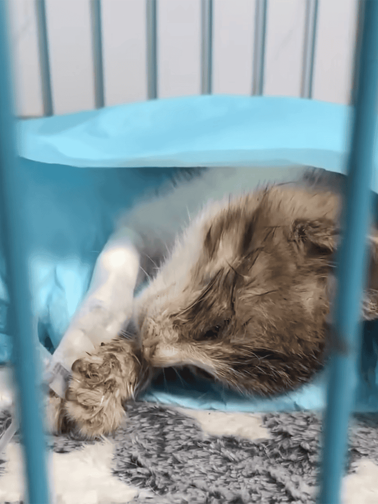 Comfortable cat medical care in a secure environment.