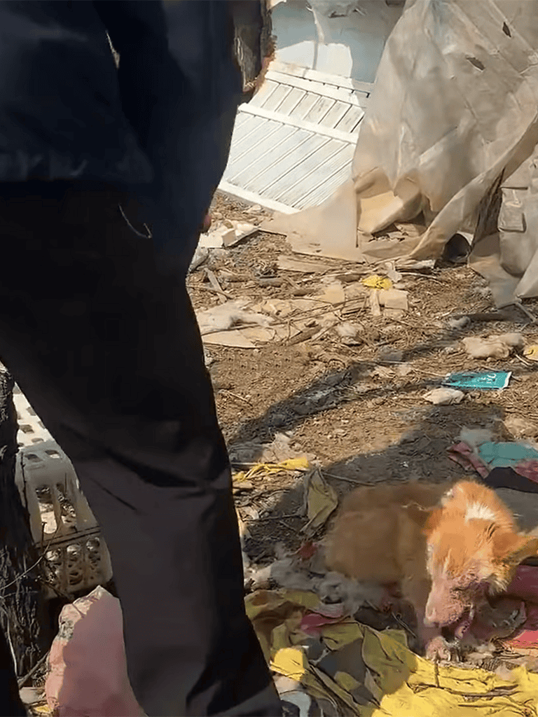 Dogfix.com rescue scene, dog trapped and needing urgent help on construction site.