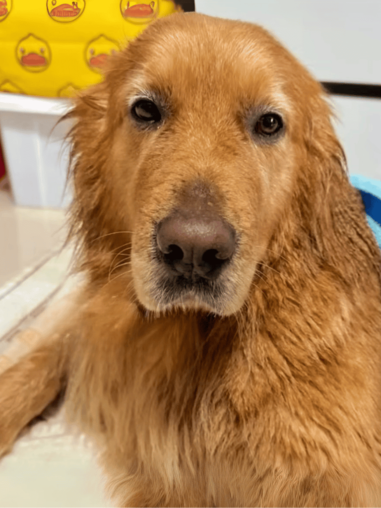 Pet grooming and care for golden retrievers with Dogfix.