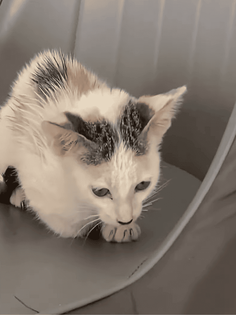 Adorable white cat with black markings sitting on a gray surface.