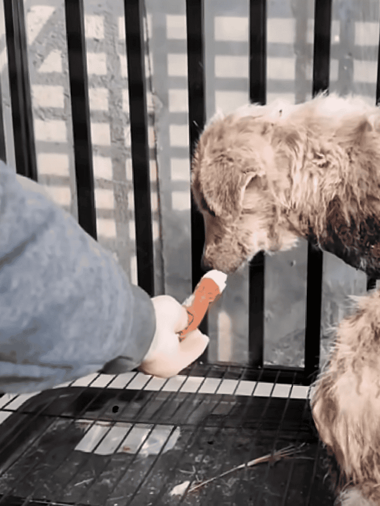 Rescue dog receiving a comforting treat in a shelter, highlighted by compassionate care and animal rescue support.