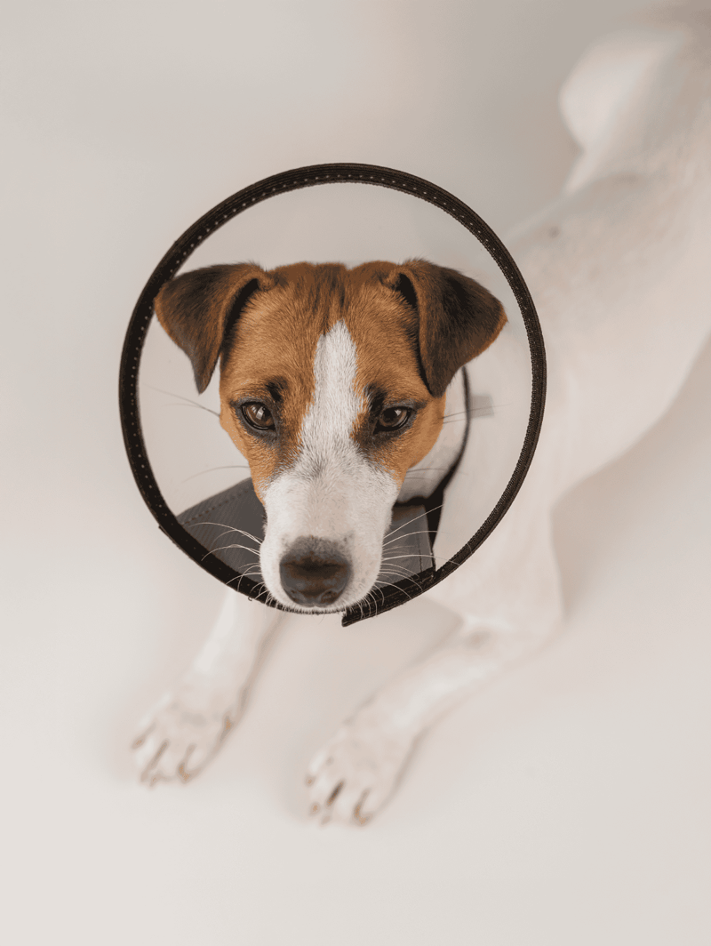 Close-up of a Jack Russell Terrier with a protective cone collar, dog training, pet safety, DogFix.com.