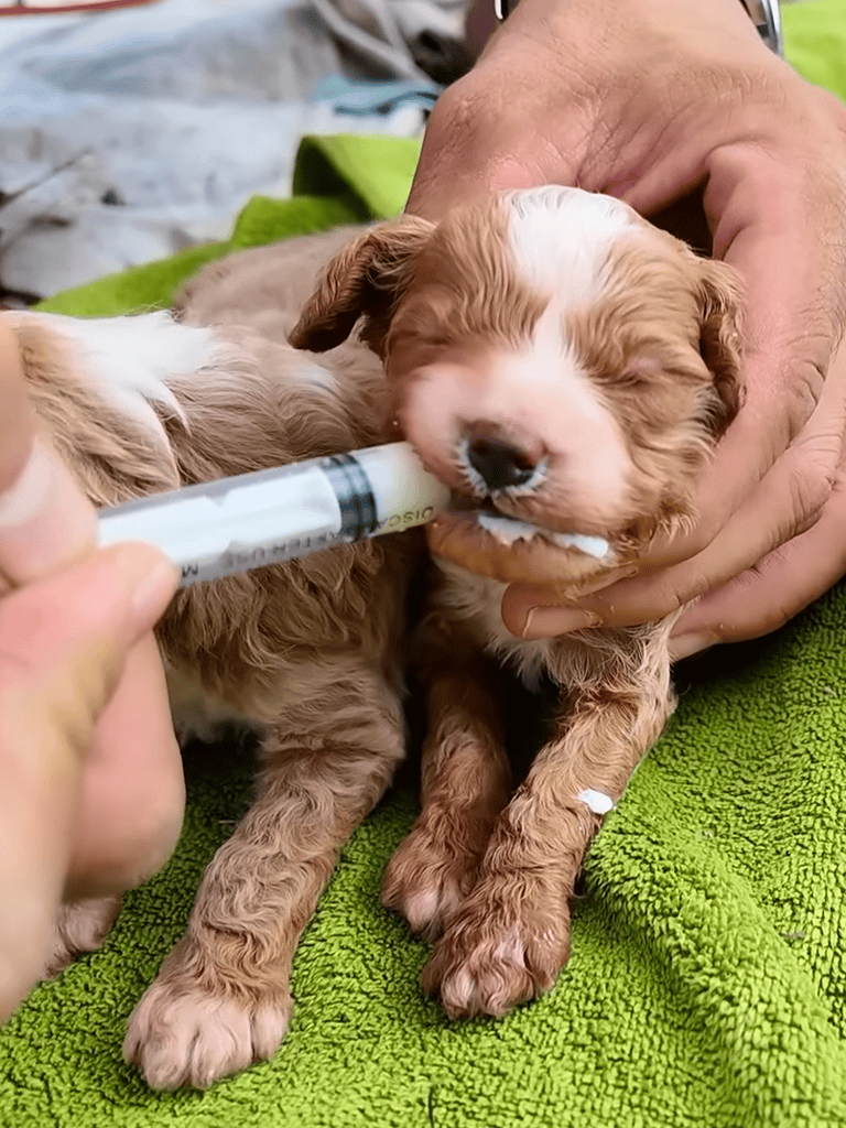 Puppy drinking from a syringe during a health check, demonstrating compassionate pet care and veterinary services.