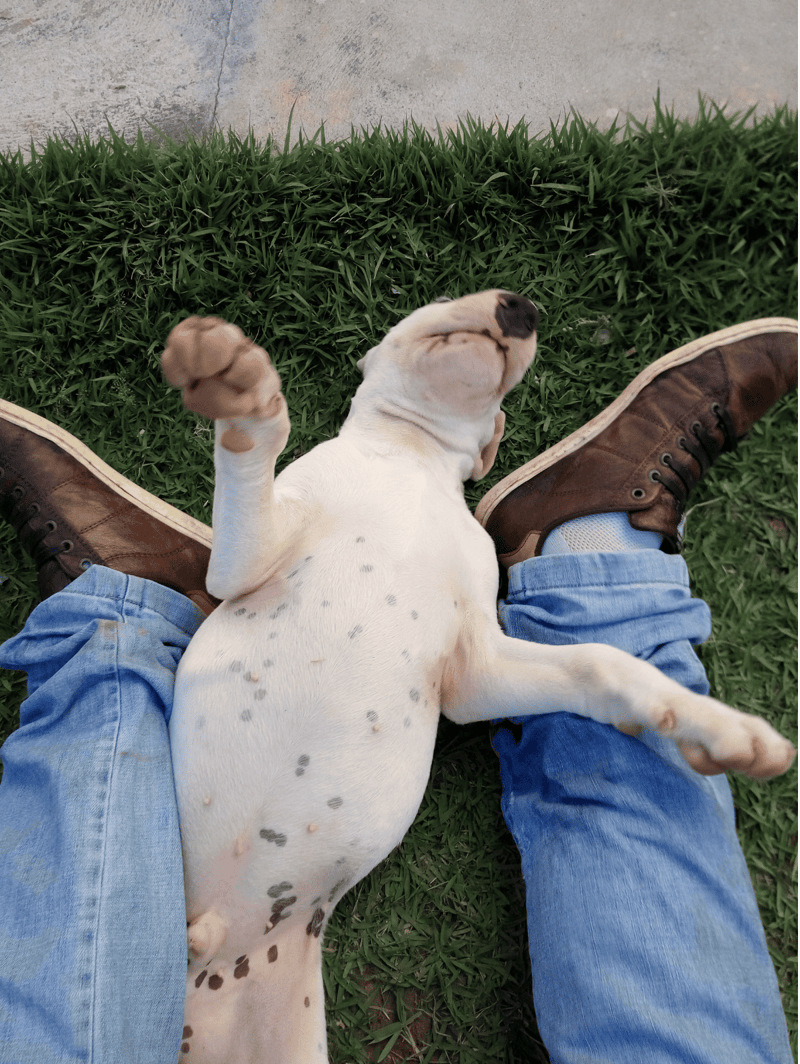 Adorable puppy resting with owner's legs on lush grass, showcasing dog relaxation and companionship.