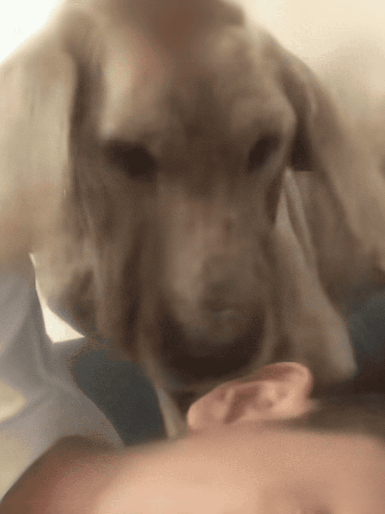 Close-up of a friendly dog sniffing a person's face.