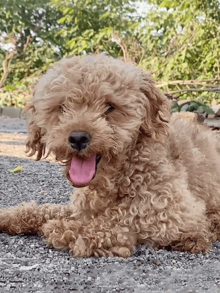 Adorable curly-haired puppy resting outdoors, perfect for dog lovers and pet care content.