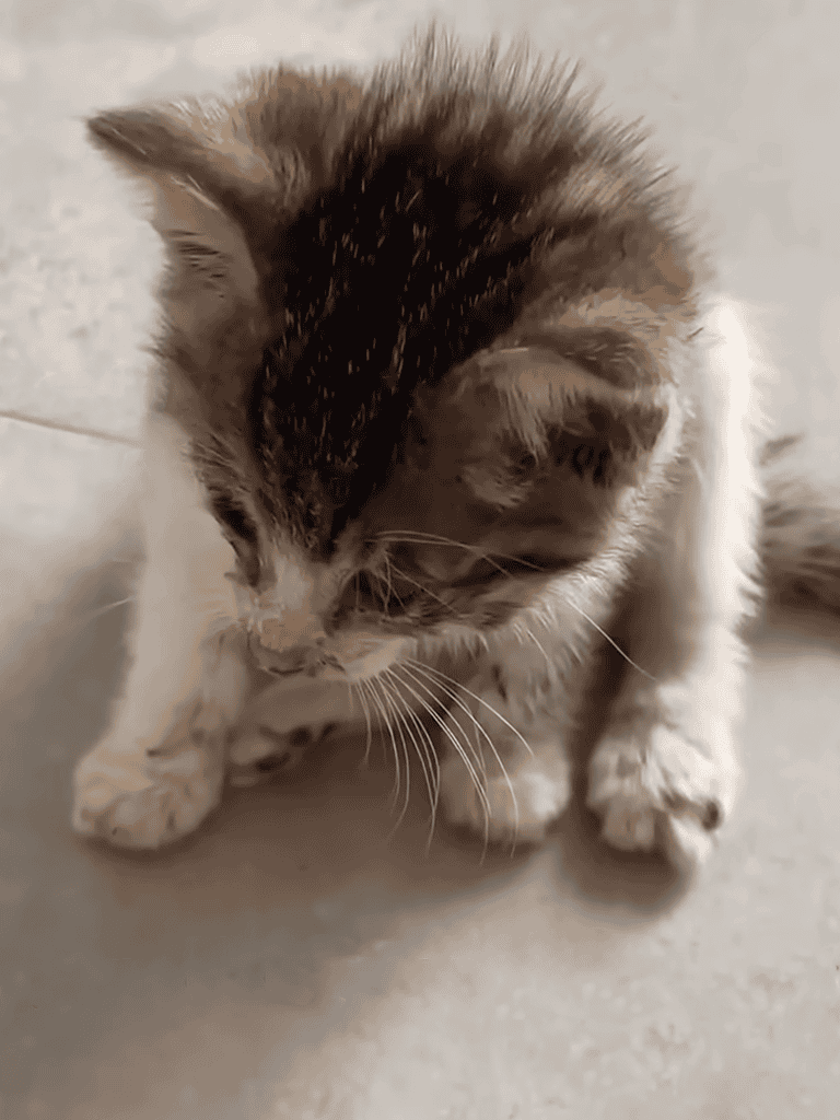 Cute kitten grooming its paws on a light-colored floor.