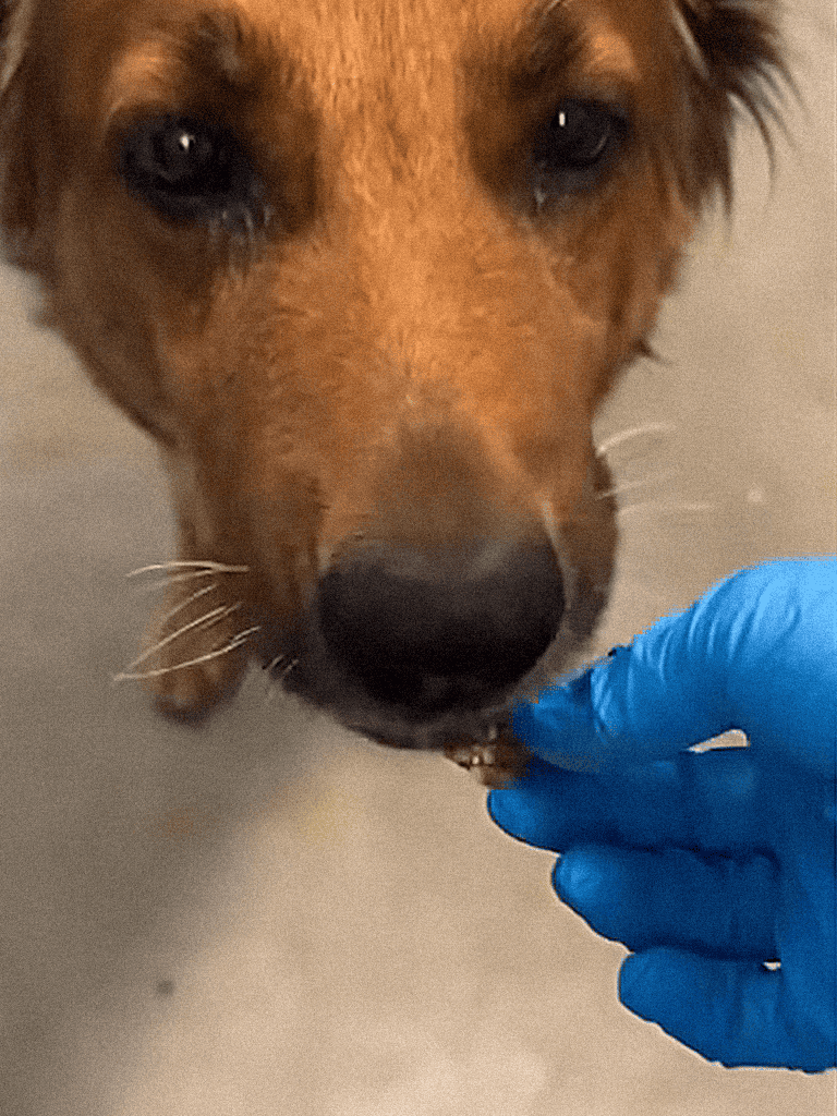 Close-up of a dog being given a treat, highlighting dog care and health.