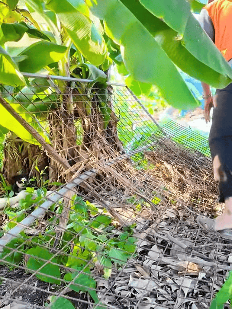 Cat trapped in garden fence with green plants, owner nearby in outdoor setting.
