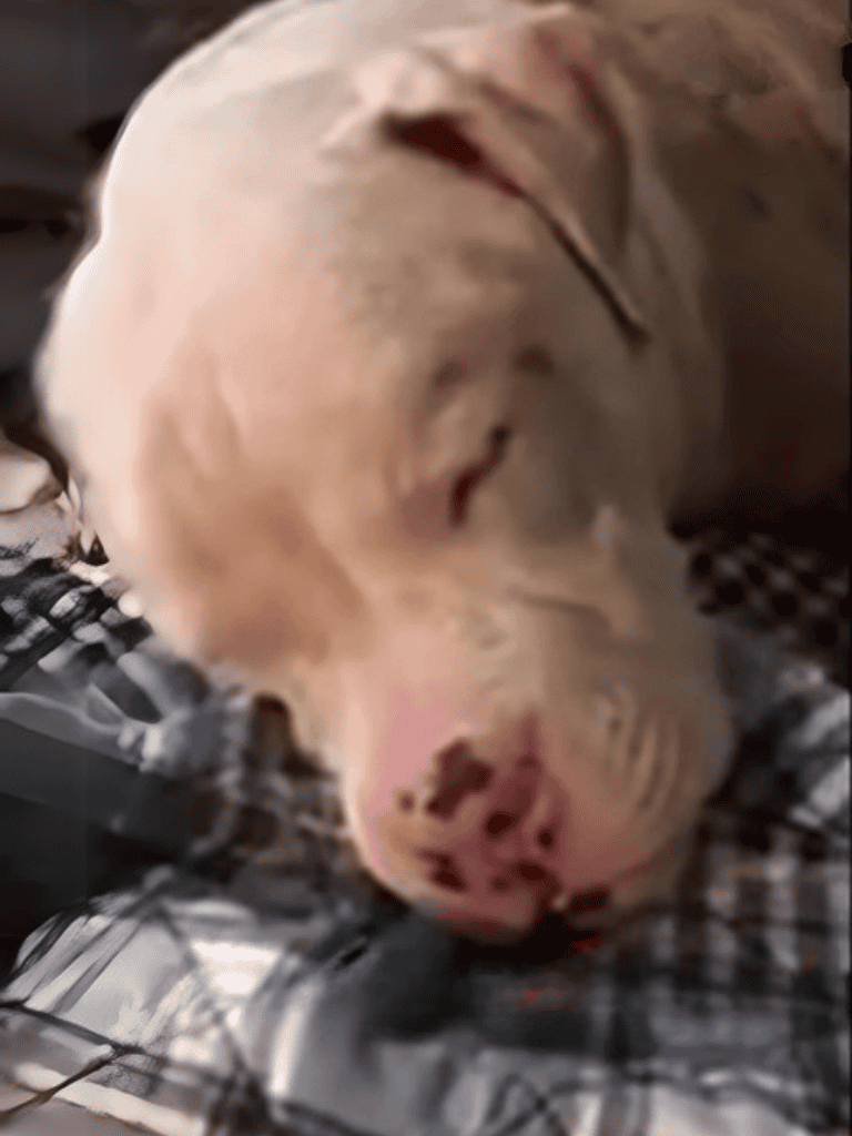 Adorable puppy peacefully sleeping on blanket, showcasing dog comfort and relaxation.