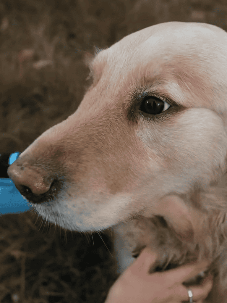 Close-up of a cute, light-colored puppy with a caring owner, emphasizing pet care and dog health.