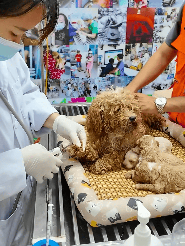Close-up of veterinarian performing surgery on a small puppy in a veterinary clinic. Medical professionals caring for puppies.