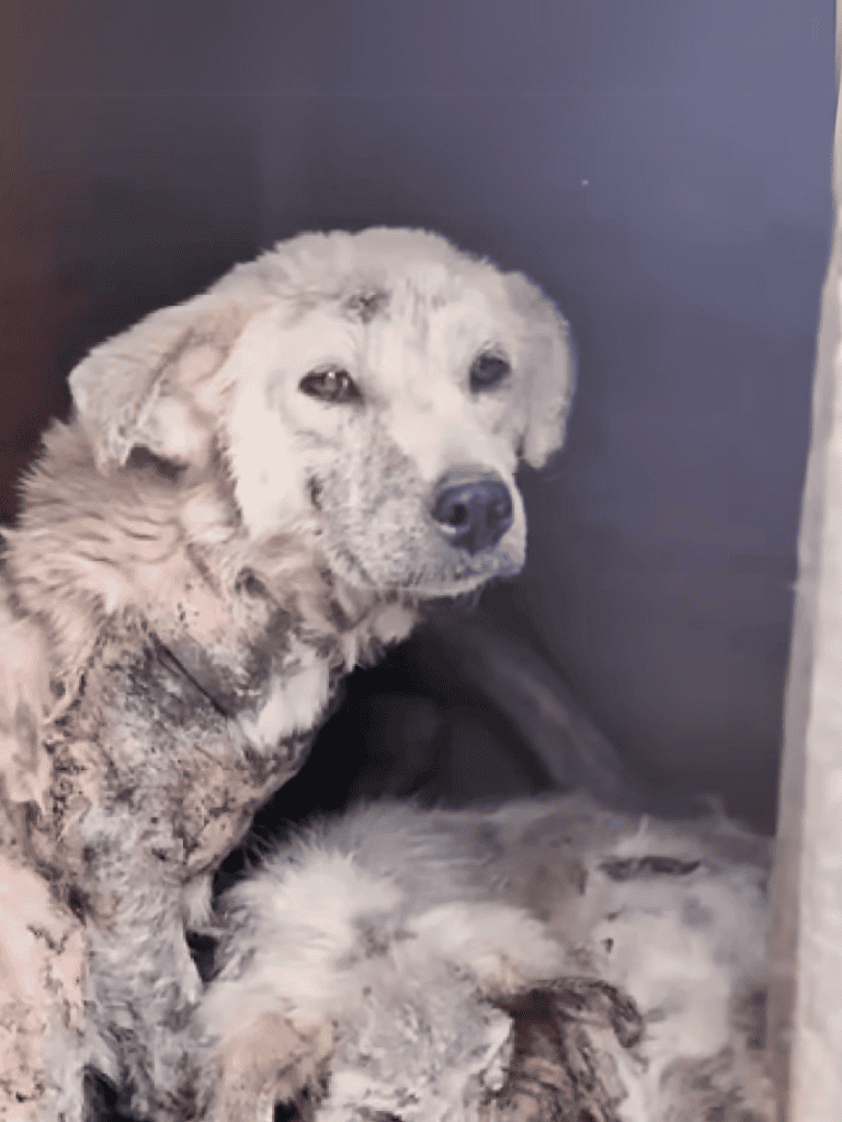 Adorable dog waiting for a loving home in a shelter.
