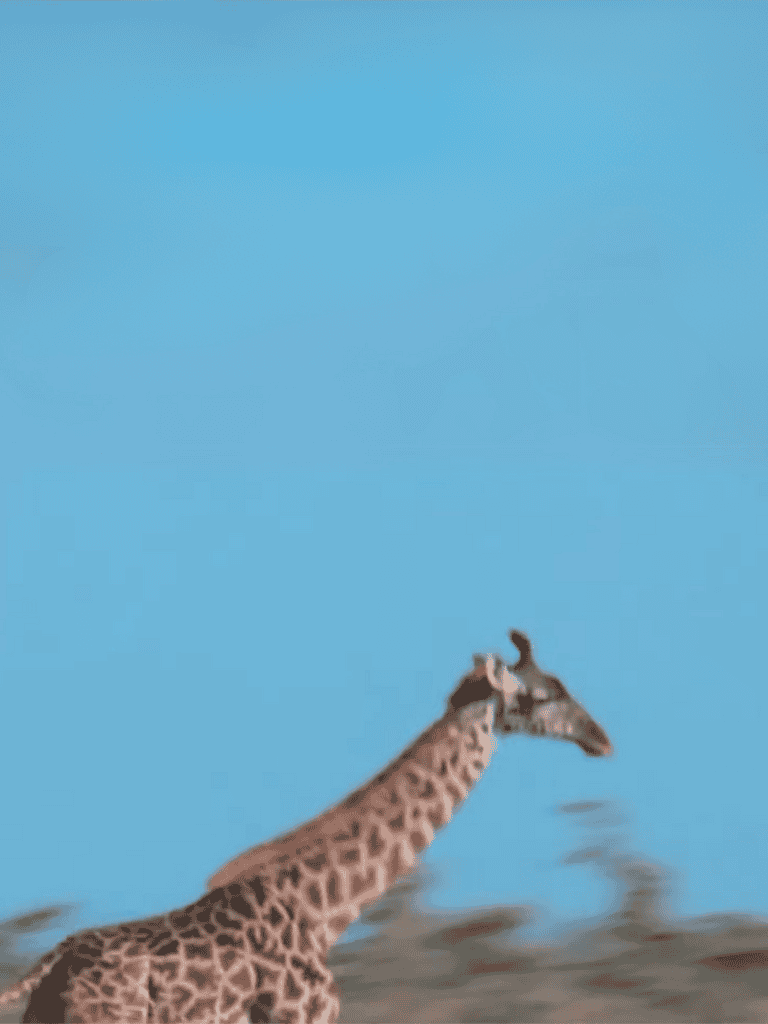 Giraffe drinking water in a natural habitat with clear blue sky background.