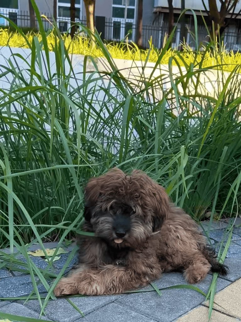 Adorable puppy lying among tall grasses outdoors, showcasing playful and peaceful moments in nature.