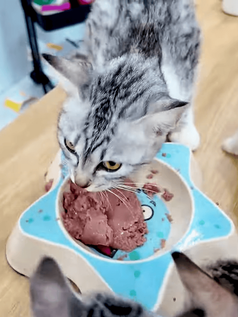 Cute gray tabby kitten enjoying melting ice cream treat.