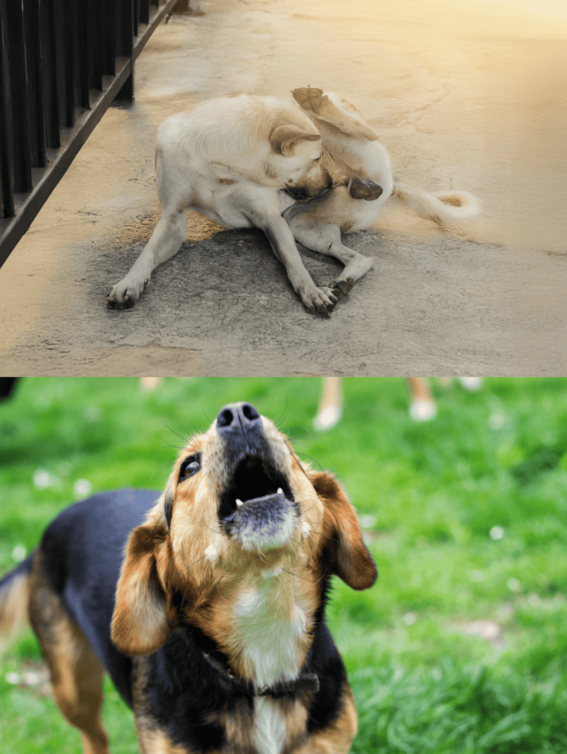 Adorable dogs grooming each other and barking loudly outdoors.