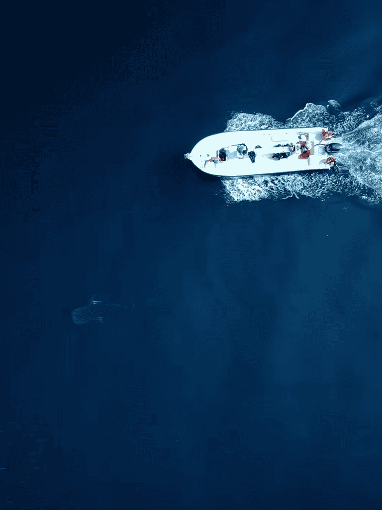 Fast speedboat cutting through deep blue ocean with whale swimming nearby.