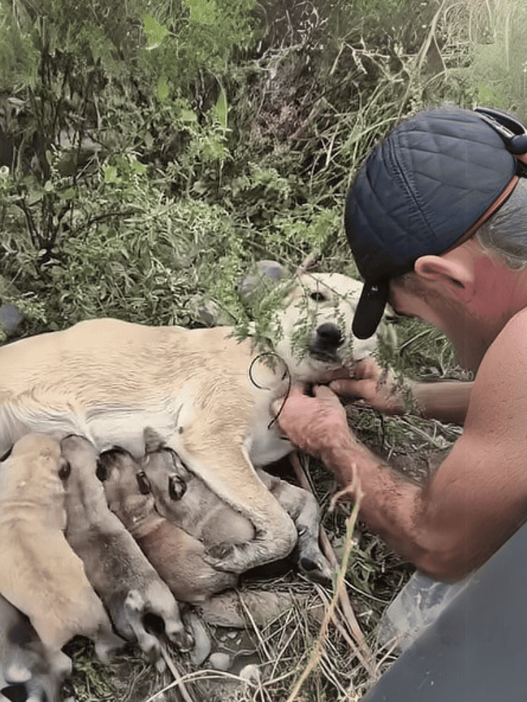 Dog mother nursing her puppies in nature environment.