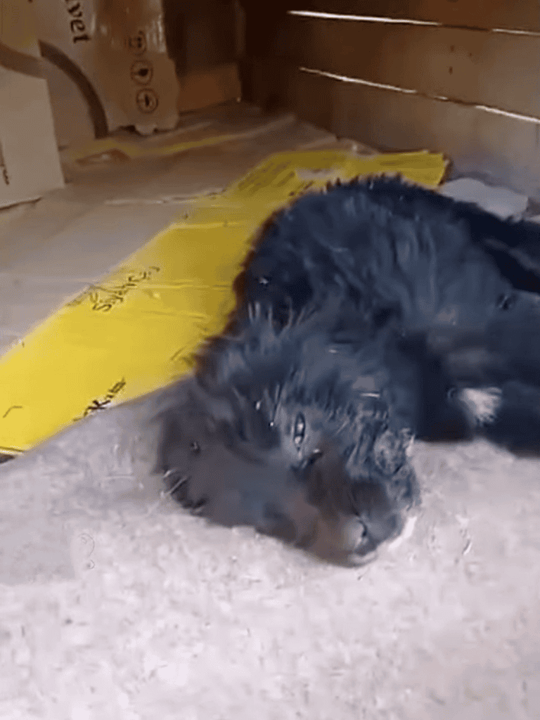Adorable black puppy sleeping soundly on soft surface.