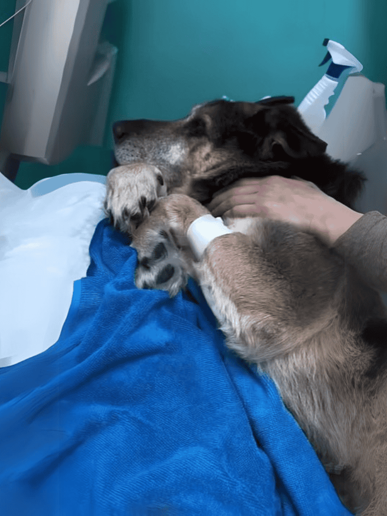 Dog rescue and therapy dogs.