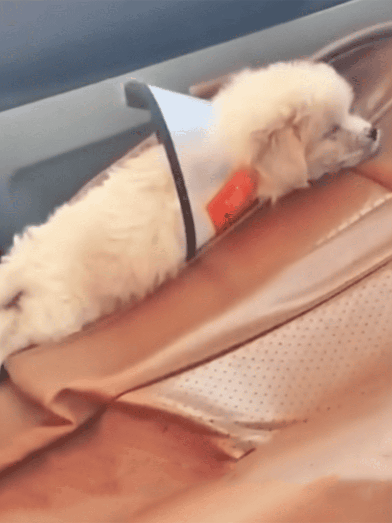 Cute puppy wearing a protective cone lying on a car seat.