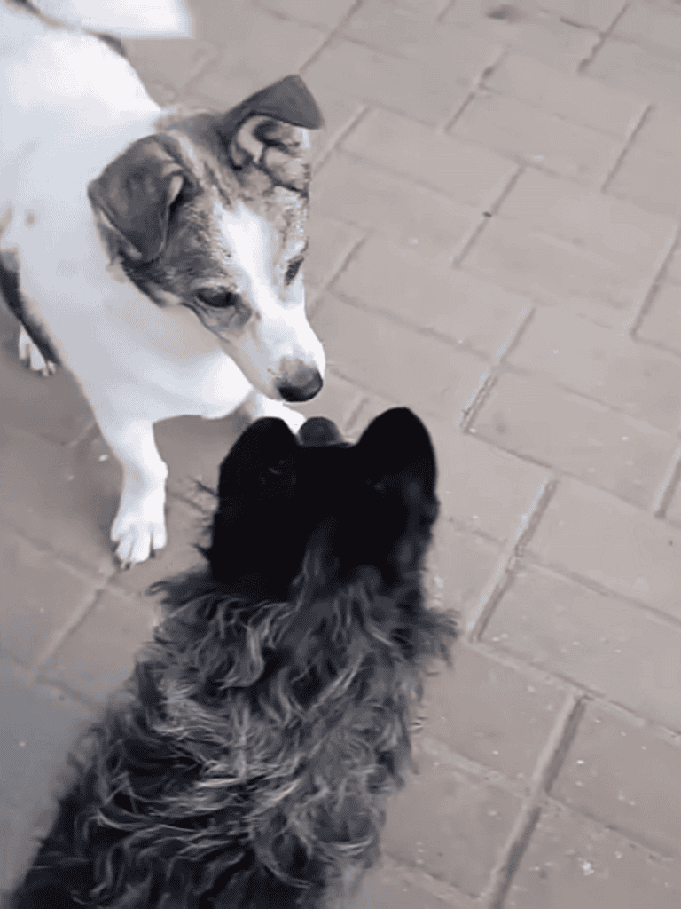 Adorable young puppy and small dog greet each other on brick sidewalk, joyful interaction, friendly pets, dog socialization.