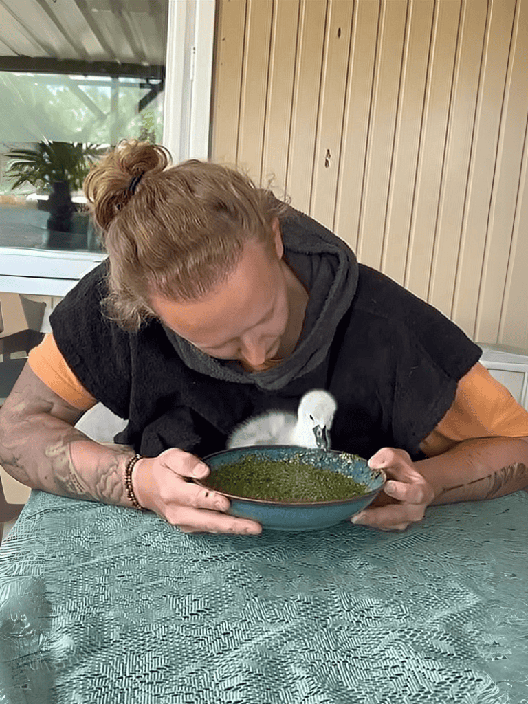 Alt text: woman feeding a small swan from a bowl, indoor setting, casual environment.