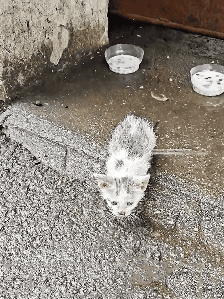 Adorable stray kitten near water bowls for animals.