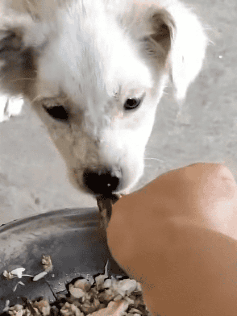 Close-up of a cute, white puppy licking a person's hand with a bowl of food nearby.