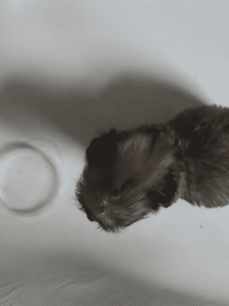 Adorable kitten exploring the environment, showcasing playful cat behavior.