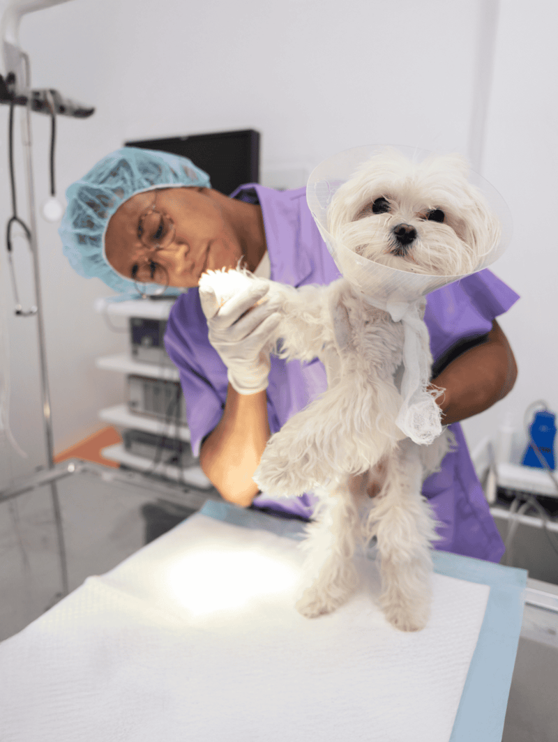 Pet surgery and treatment.