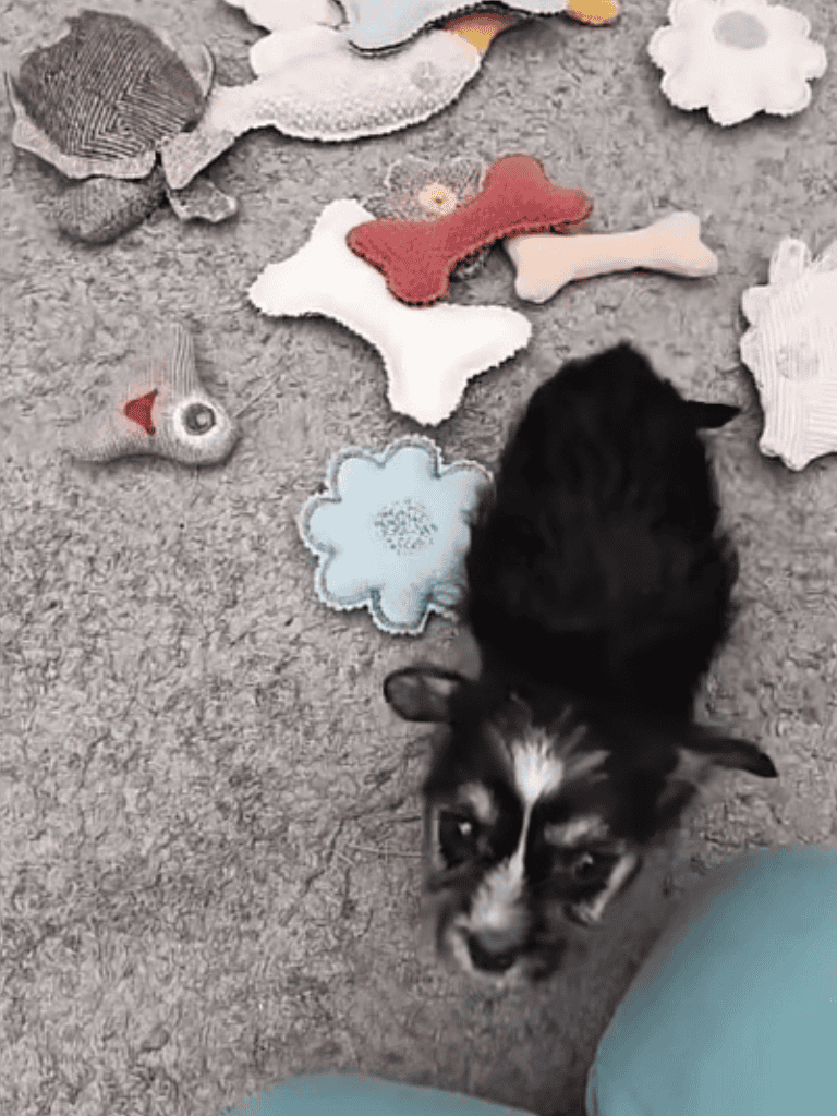 Adorable puppy surrounded by colorful dog toys on gray carpet.