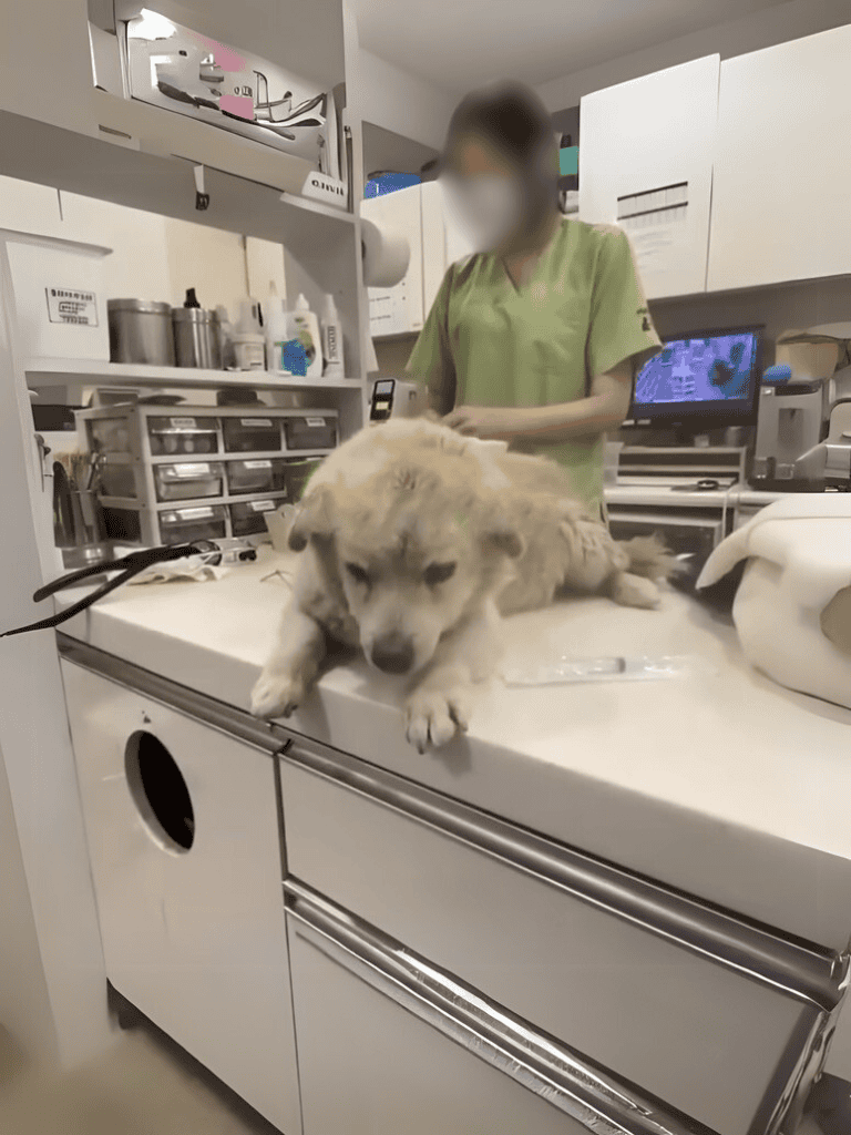 Alt text: Veterinary professional examining a puppy on an examination table in a clinical setting.