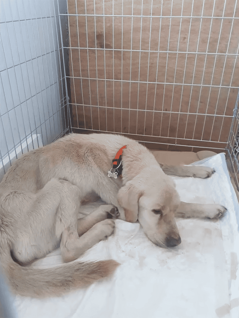 Adorable Labrador puppy resting in a safe, clean kennel. Perfect for dog care and shelter services.