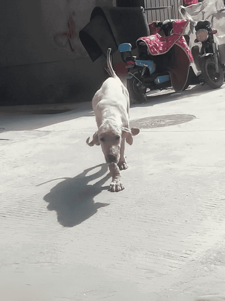 Adorable puppy walking on concrete with playful attitude.