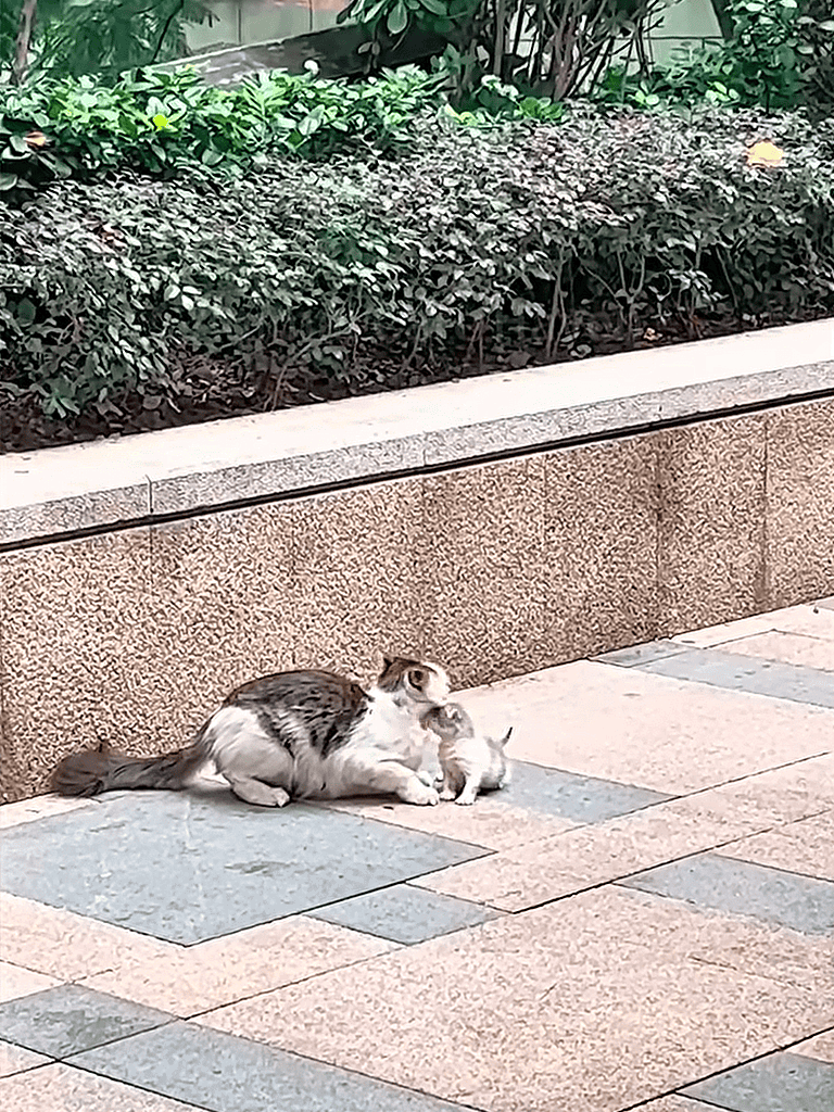 Cute mother cat and kitten engaging on urban sidewalk, outdoor pet scene, feline bonding and playful interaction.