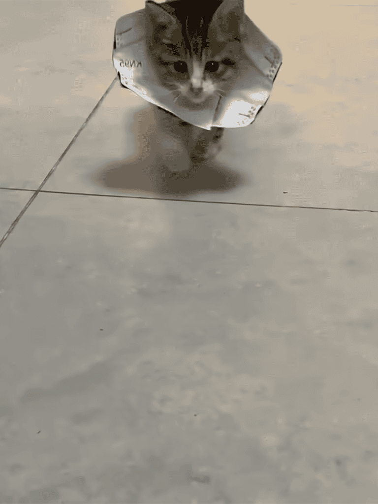Adorable kitten wearing a protective cone collar for pet safety.