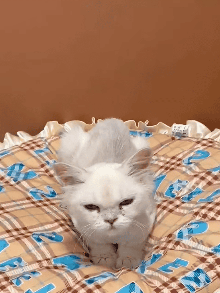 Cute white cat lying on patterned dog bed, cozy pet comfort for cats and dogs.