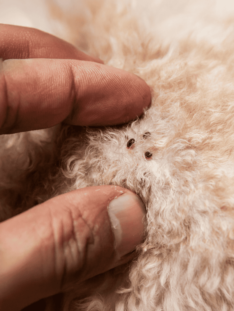 Close-up of a human finger inspecting fleas on a curly-haired dog's skin.