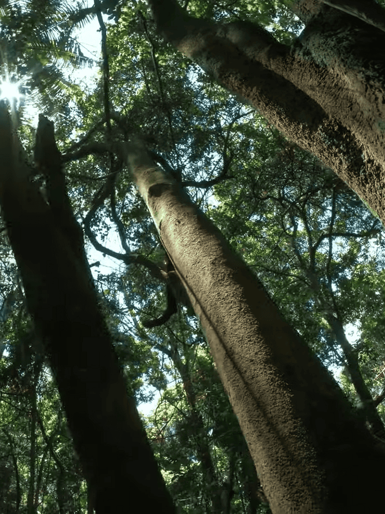 A view looking up at tall trees with dense green foliage in a lush forest. Sunlight filters through the leaves showcasing nature’s beauty.