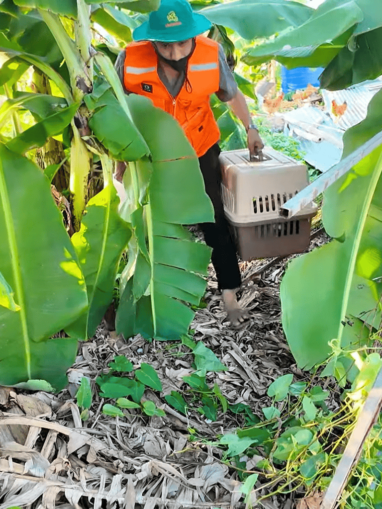 Person carrying a pet carrier through banana leaves, showcasing dog rescue efforts in agricultural settings.