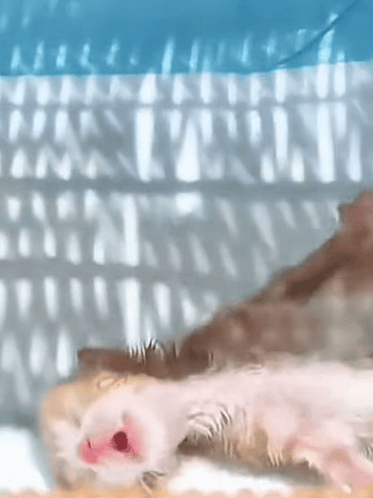 Cute sleeping puppy in a blue crate with patterned shade.